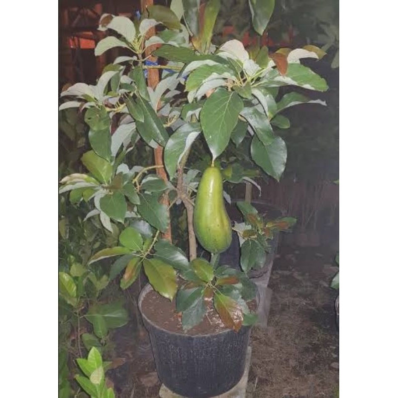 BIBIT ALPUKAT KELUD/SUBANG