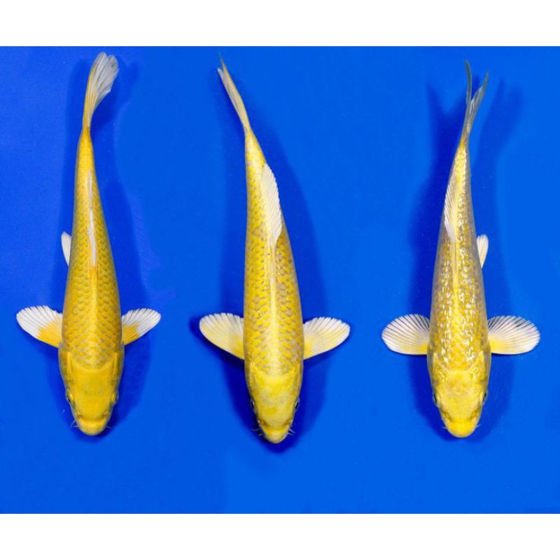 

KOI BANANA OGON PAKET 3 EKOR