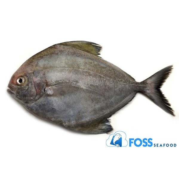 

Foss Seafood Ikan Bawal Hitam Frozen / beku size 300gr-500gr