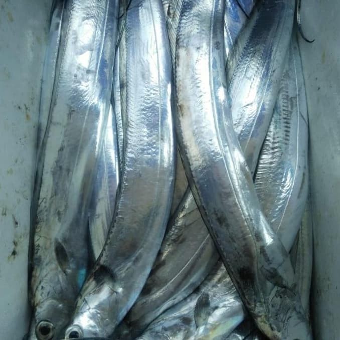 

Promo Ikan Layur size 300-500gr 5kg