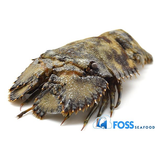 

Lobster Kipas Frozen / beku 200gr - 1kg Up