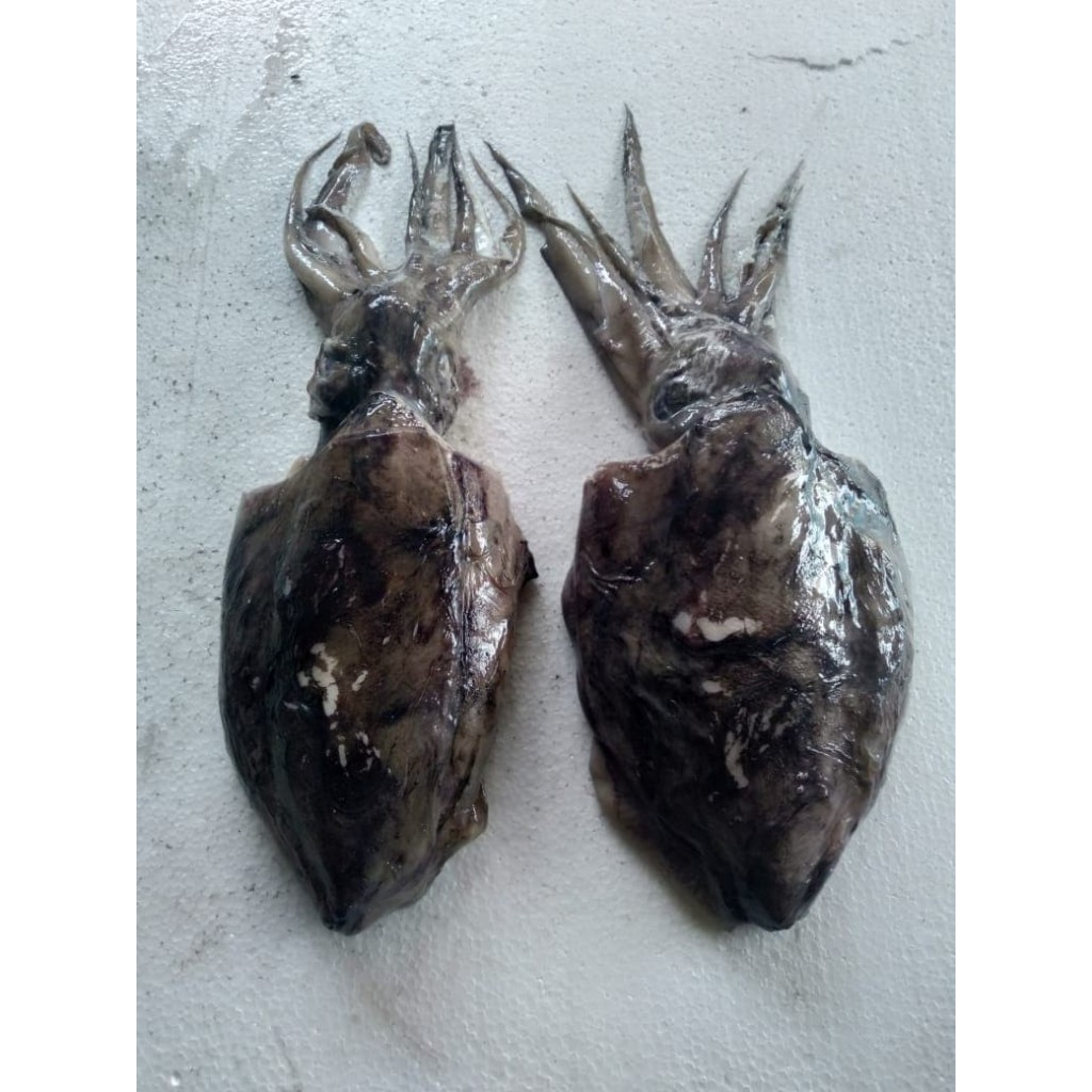 

Cumi-Cumi Frozen (beku)