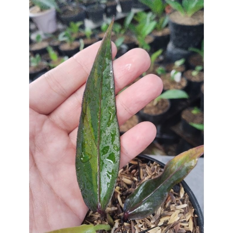 anthurium keris black varigata pink (dari indukan pink)