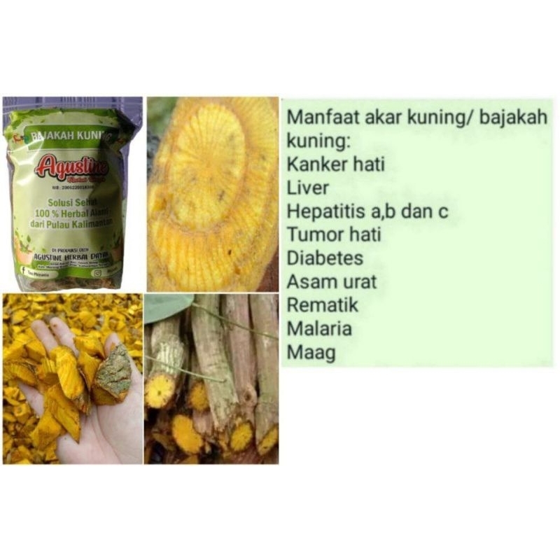 

Akar Bajakah Kuning