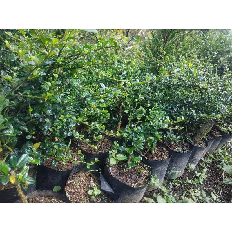 Bahan Bonsai Hokianti