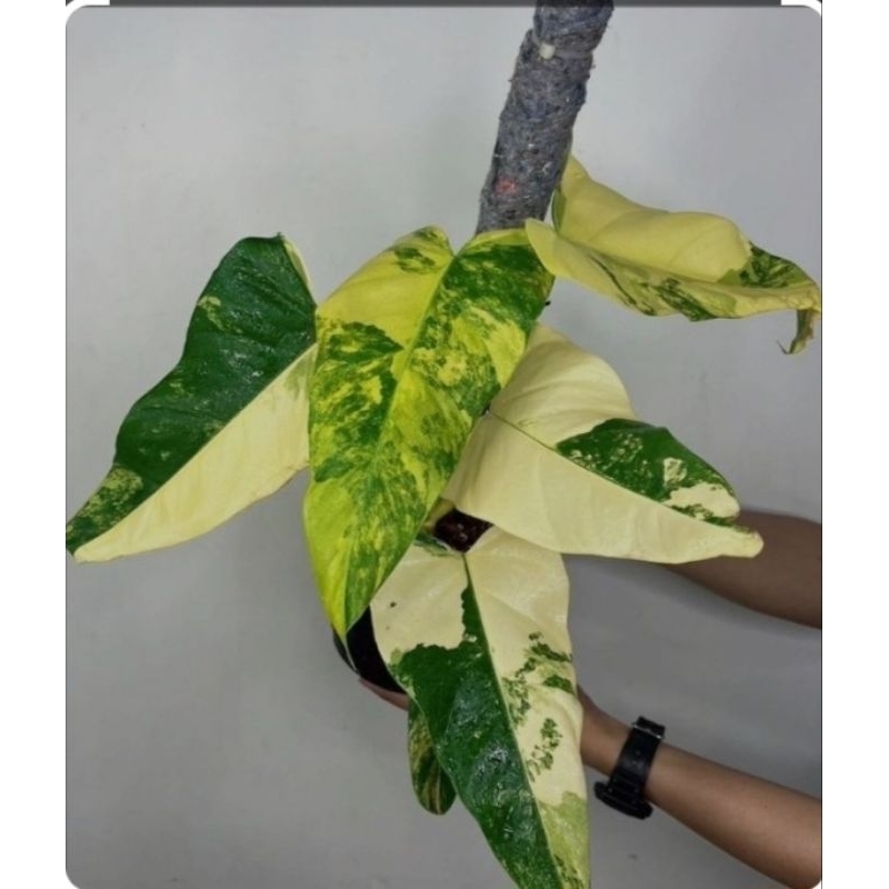 Tanaman Hias philodendron domesticum variegata