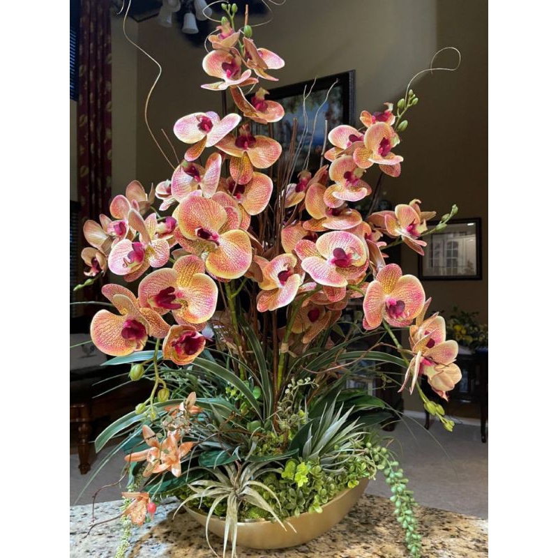 Anggrek Dendrobium Thailand Dewasa siap berbunga