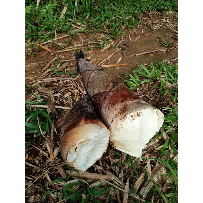 

Sayur Rebung/Iwung Bambu Berat 1kg - 5kg lebih