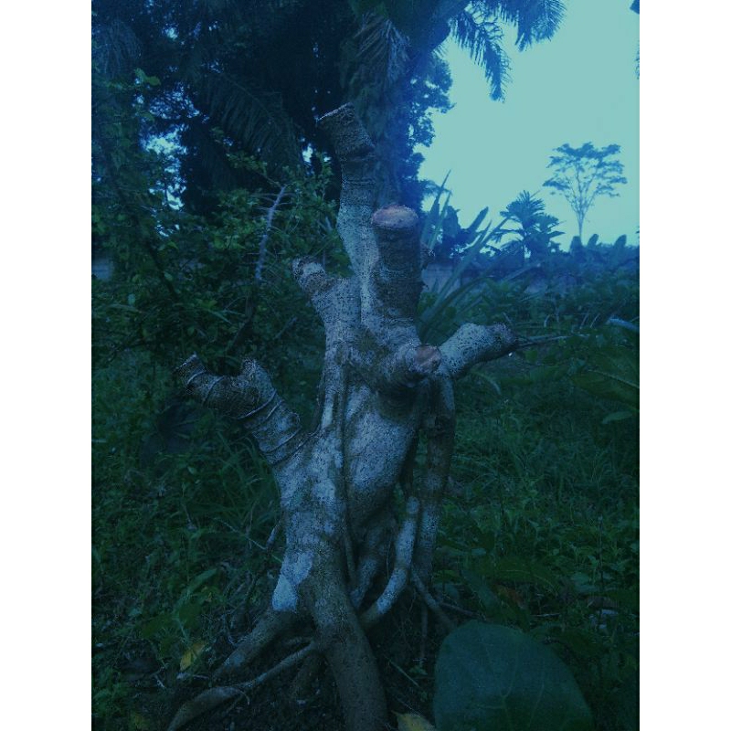 bahan bonsai benjamina