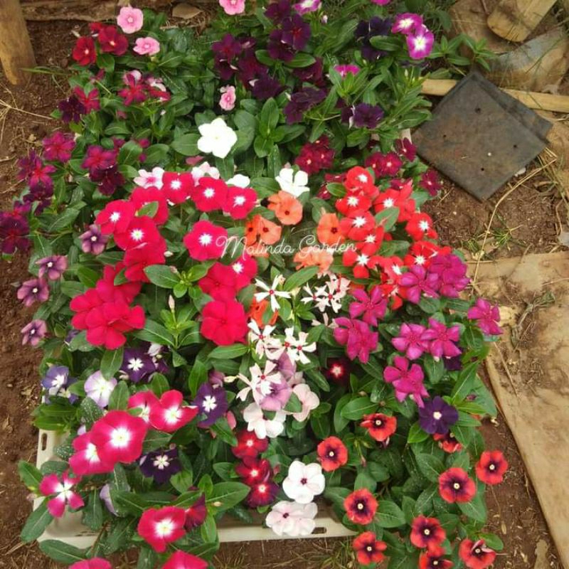 PROMO SINGKAT Bibit bunga vinca hidup / tanaman hias bibit pohon vinca hidup / plant tapak dara ini 