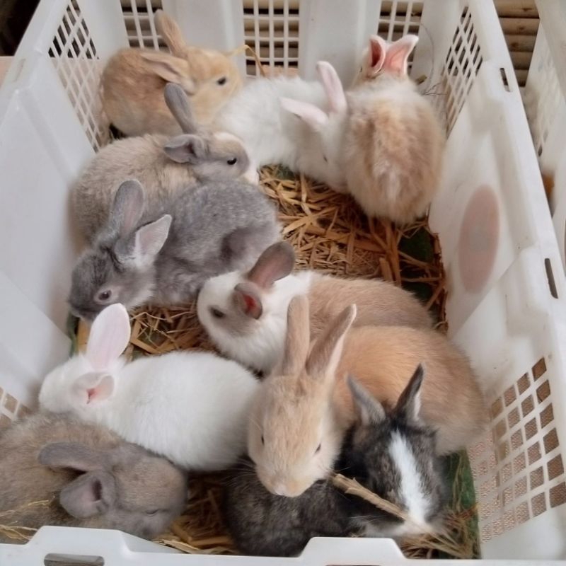 Kelinci Lokal - Kelinci Lucu - Kelinci coklat Putih Hitam