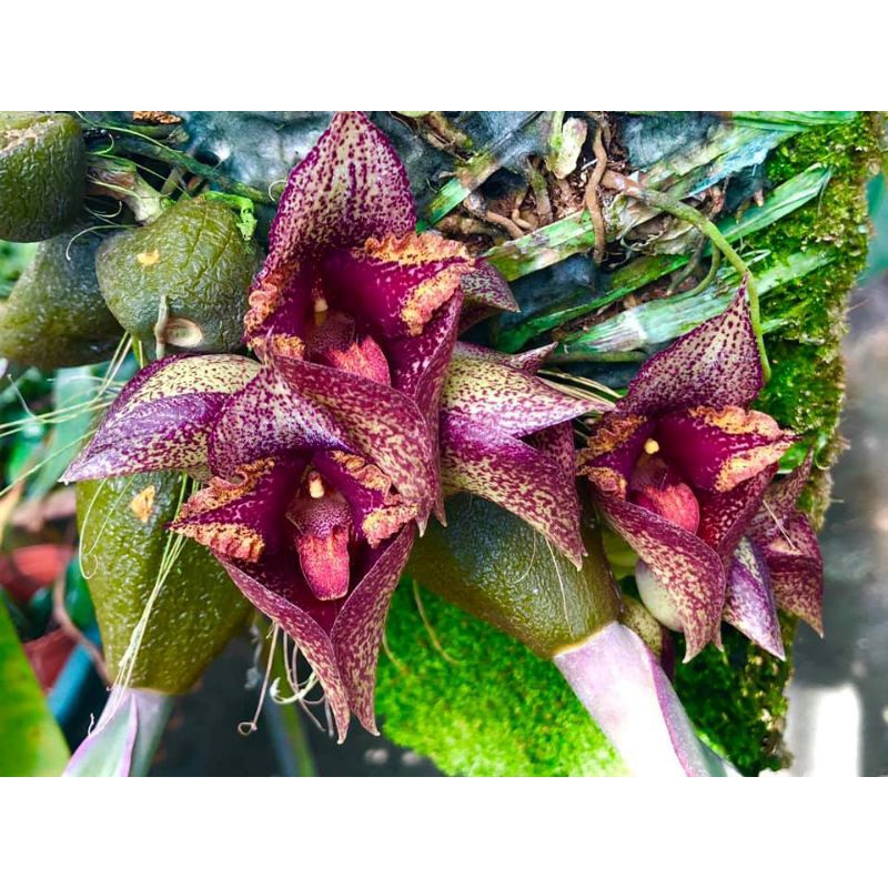 Bulbophyllum macrobulbon