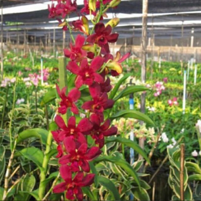 Anggrek Dendrobium Coyote Red