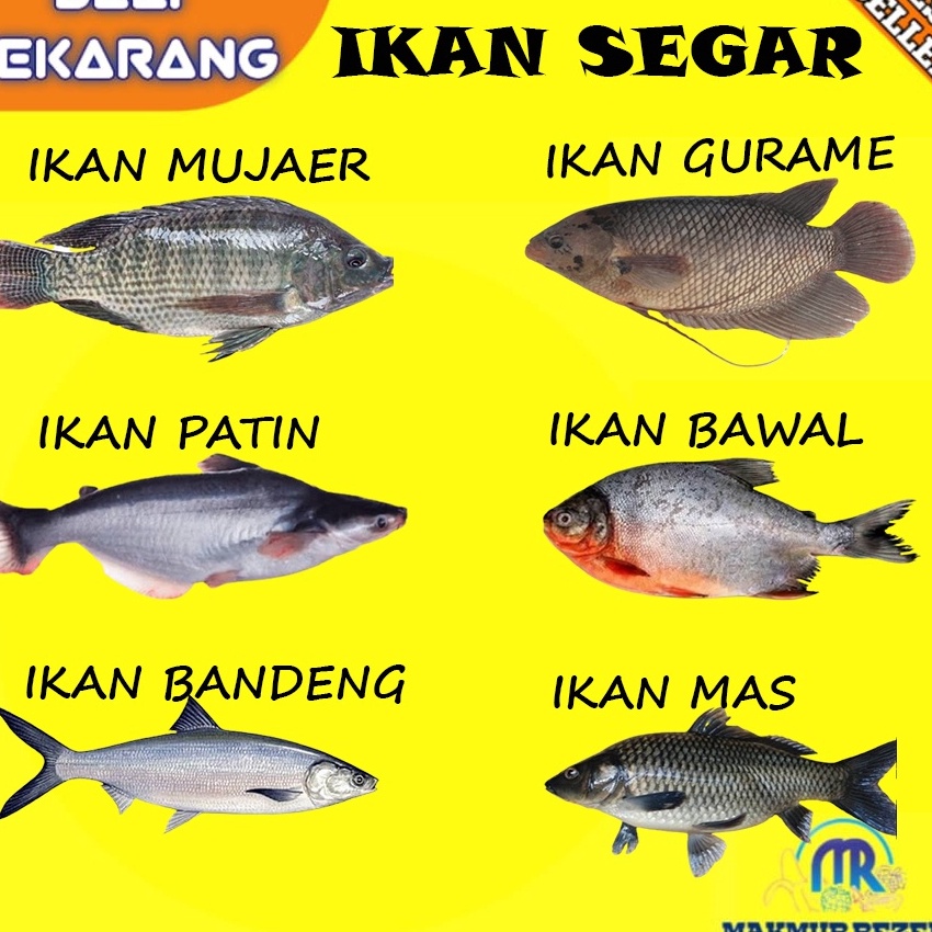 

HJ6 IKAN GURAME IKAN PATIN IKAN MUJAER IKAN BAWAL IKAN BANDENG IKAN MAS