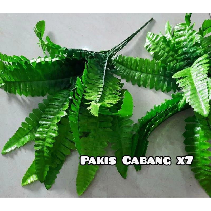 Rumput Daun Pakis Cabang - Daun Pakis