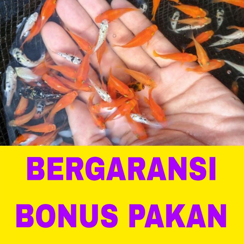 molly thailand isi 50 bergaransi