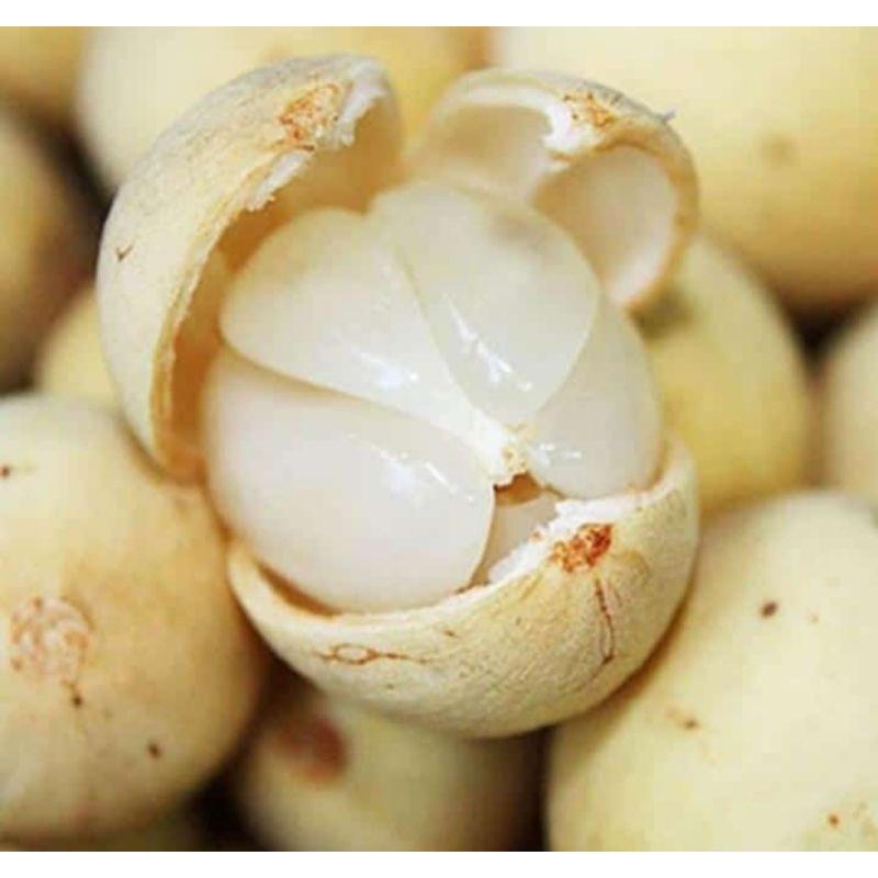 

BUAH DUKUH PALEMBANG ASLI DAGING BUAH TEBAL MANIS