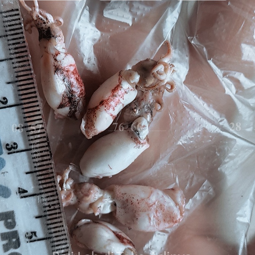 

KF7 PROMO Cumi Baby Rebus 12cm 13cm 14cm 5gr Cumi Asin Baby Rebus Mentah Untuk Sambal Cumi