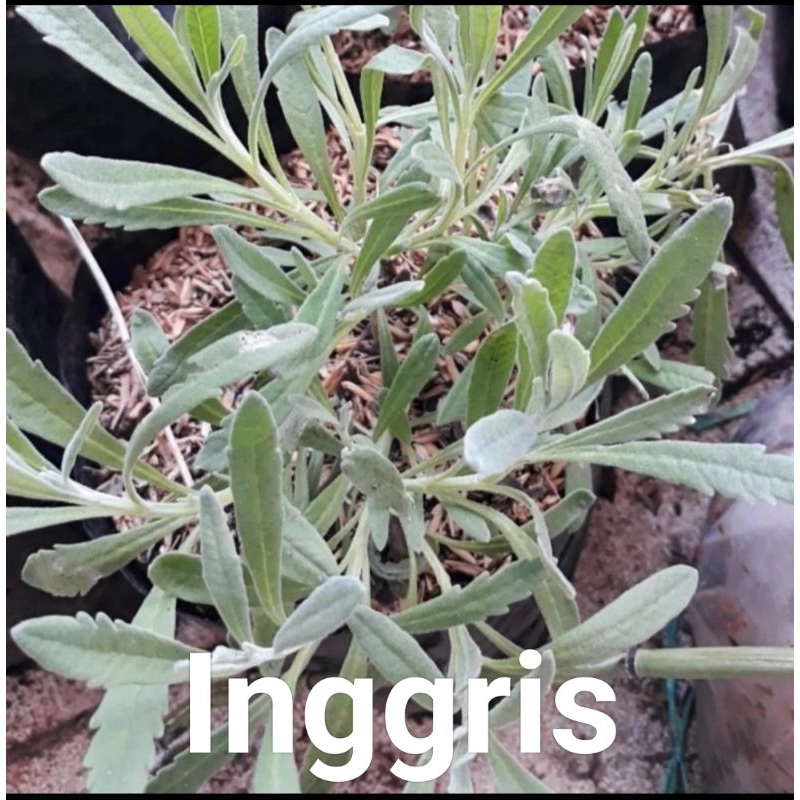 tanaman lavender asli,lavender wangi, lavender pengusir nyamuk import