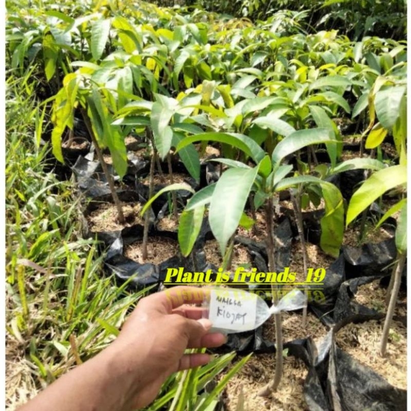 BIBIT MANGGA KIOJAY OKULASI TANAMAN MANGGA KIOJAY JUMBO