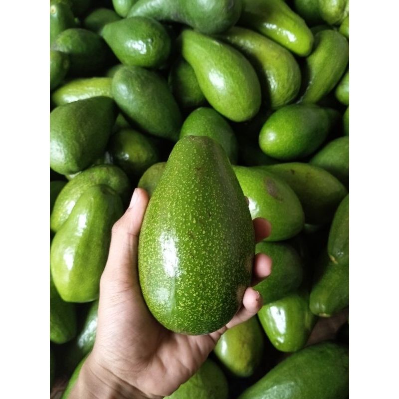 

ALPUKAT MENTEGA MURIA ISI(2-3)