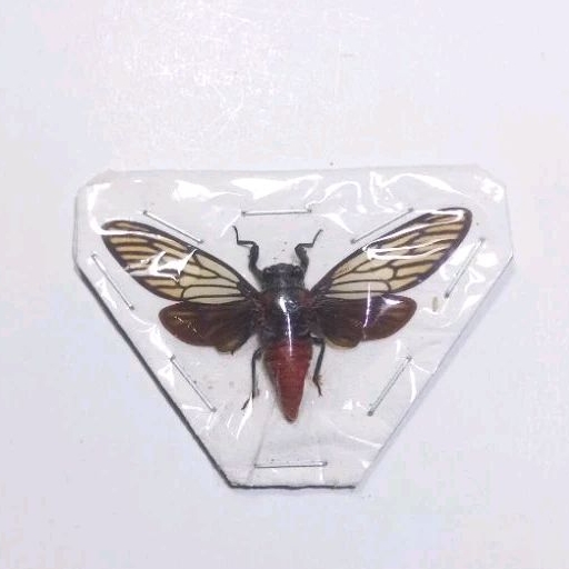 AWETAN SERANGGA TONGGERET CICADA RED DEVIL UNIK ASLI INDONESIA