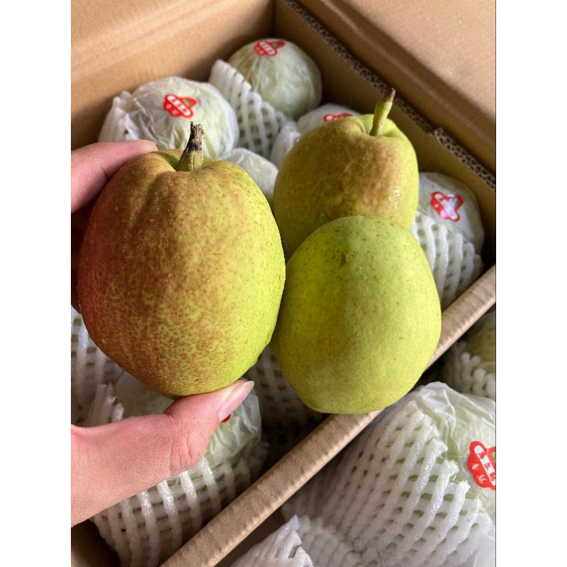 

Pear Xiangli /Xianglie MaNis garing