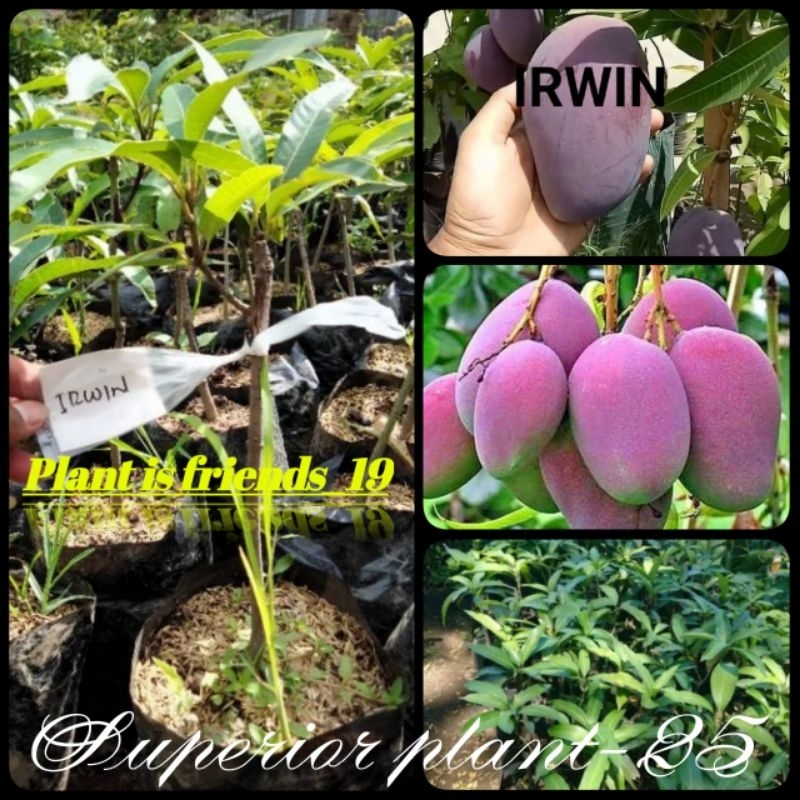 BIBIT MANGGA IRWIN UNGU OKULASI TANAMAN MANGGA IRWIN