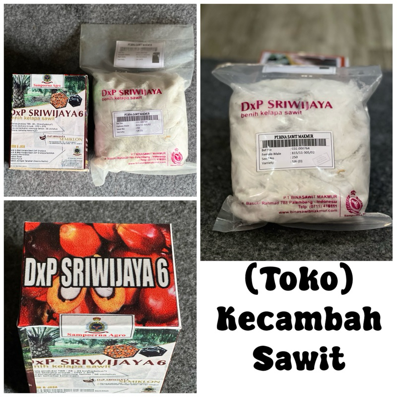 bibit sawit sriwijaya 6 (250butir)