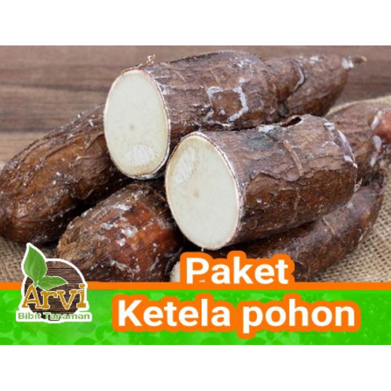 paket bibit 20 ketela pohon