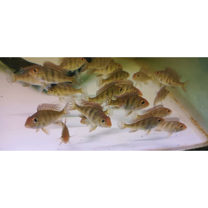 geophagus RHT