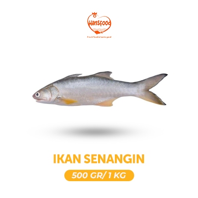 

Ikan Senangin Segar 500gr - 1kg