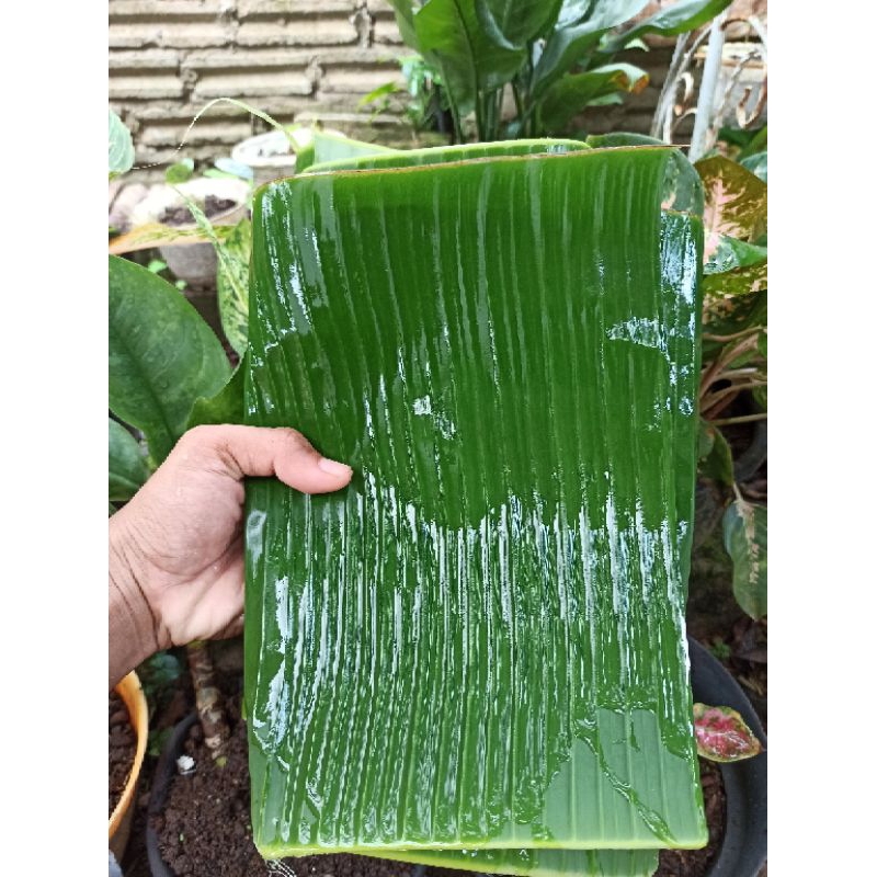 

Daun_Pisang_segar_Perikat