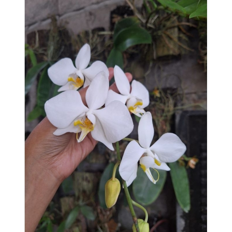 Phalaenopsis Amabilis