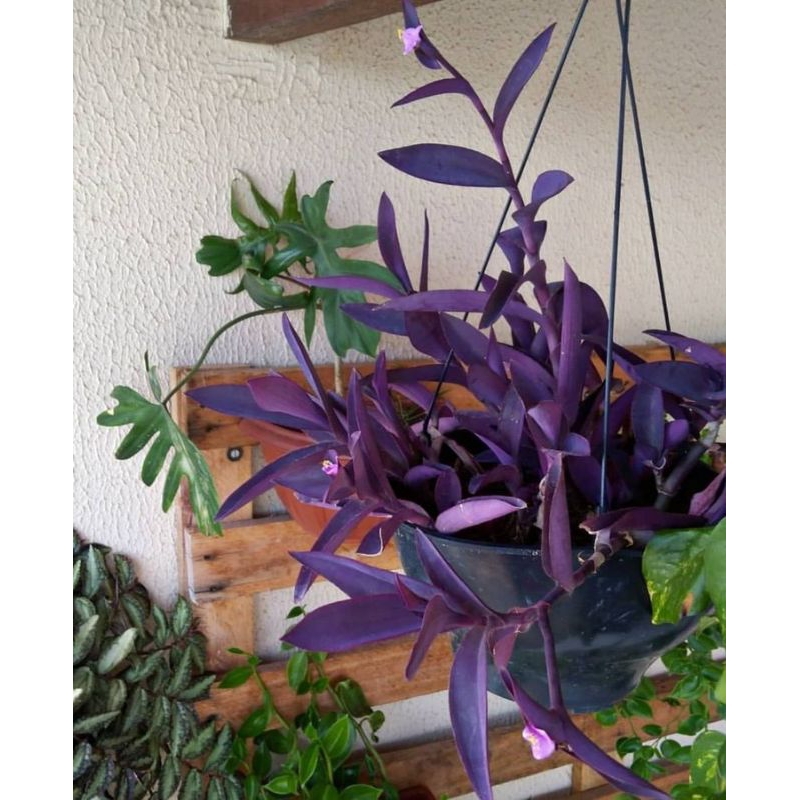 Tanaman hias adam hawa ungu purple-pohon pacok gaok-(tanaman hidup-bunga gantung -bunga hidup murah) TANAMAN HIAS HIDUP ADAM HAWA / BUNGA HIAS HIDUP MURAH