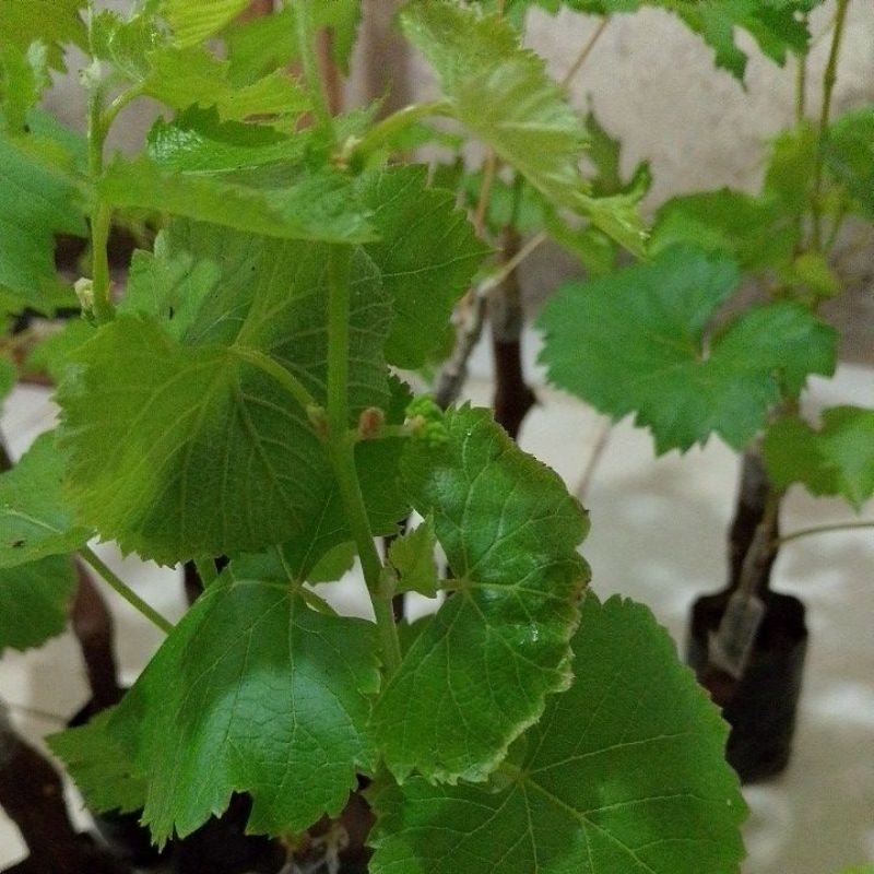 BIBIT ANGGUR IMPORT JUPITER BERBUNGA