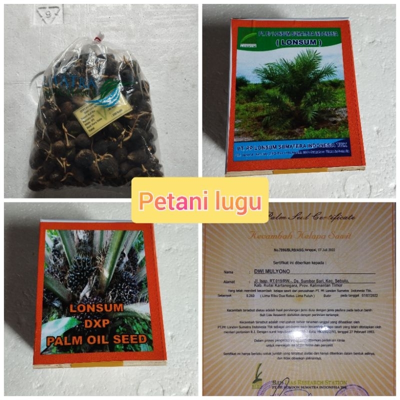 bibit kecambah polong sawit lonsum medan
