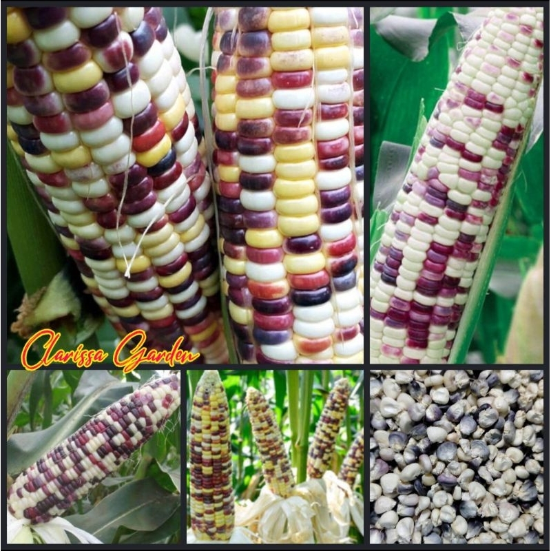 40 BUTIR BIJI/BENIH JAGUNG KETAN PULUT PUTIH UNGU