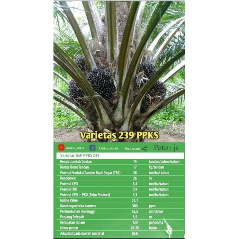 benih. kelapa sawit original PPKS 239 pelapah pendek