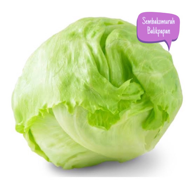 

lettuce head 350-500gr (tidak setiap hari)