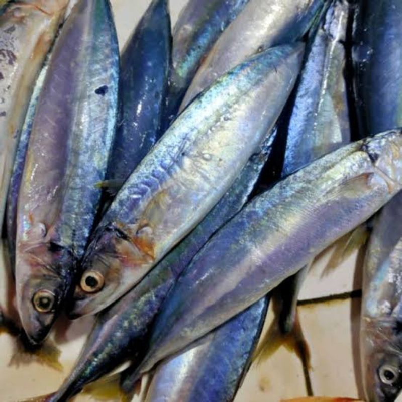 

ikan salem