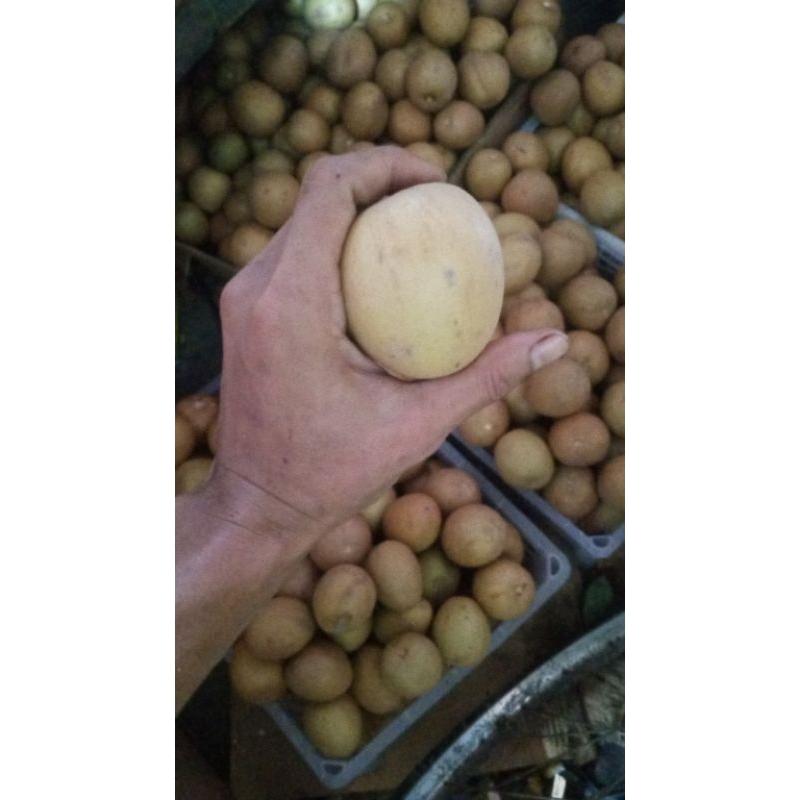 

SAWO MADU /SAWO KAPAS RASAA MANIS POLL FREES 1KG