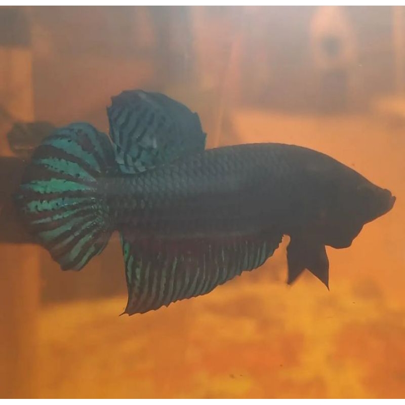 Cupang Aduan Fighter Import Anakan Ipoh Malaysia Bahan Berkualitas