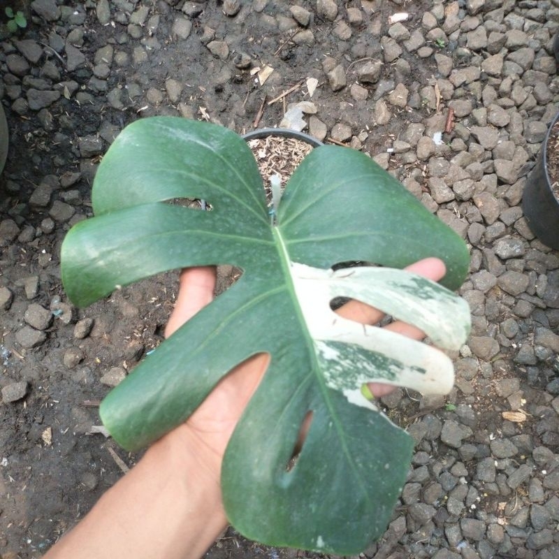 monstera varigata holland ekonomis