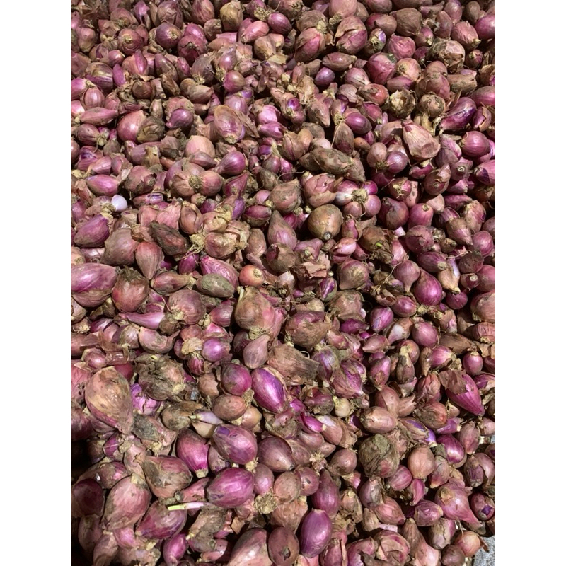 

SALE, Bawang merah Bawang merah besar, bawang merah 1kg, bawang merah brebes, bawang merah probolinggo