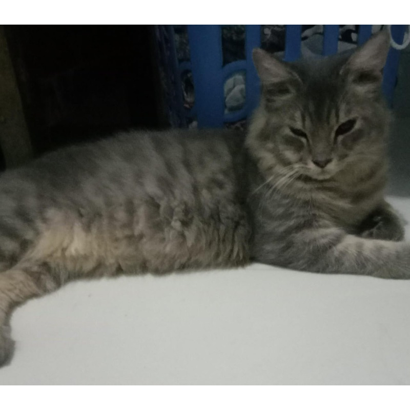 breket/bracket cakram 300mm mx king