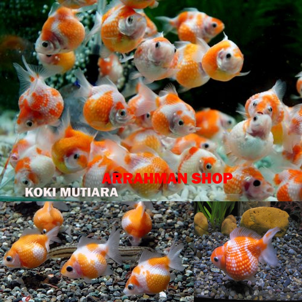 Ikan mas koki - koki oranda - koki buldog - koki mutiara - koki tekim - ikan hias aquascape aquarium terlaris