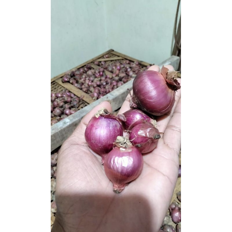 

bawang merah karet kering termurah