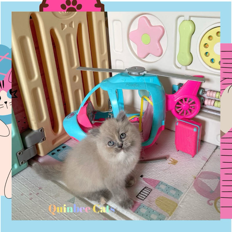 Kucing Himalaya Blue Point Super Betina