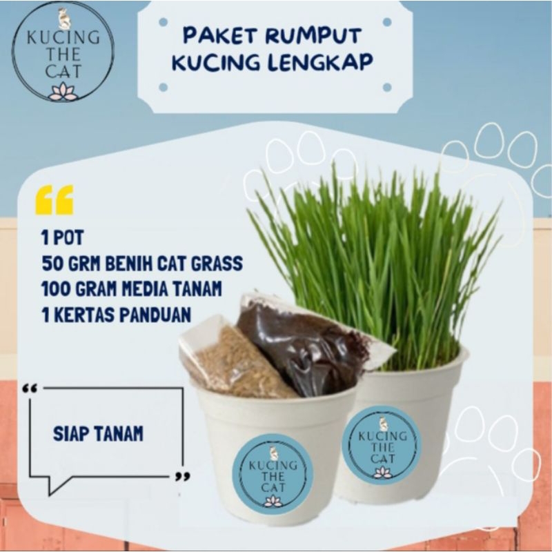 RUMPUT KUCING - Paket Tanam Wheatgrass Lengkap